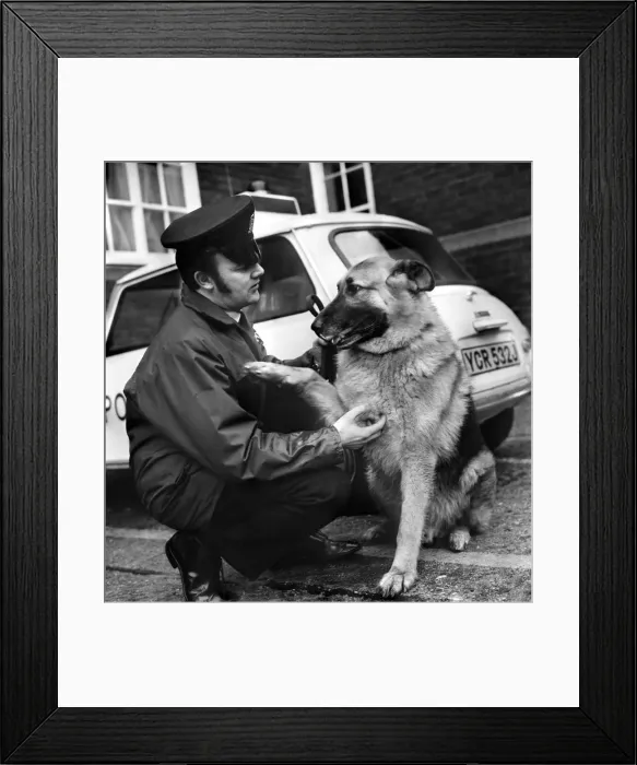Framed Print : Duke an 8 year old police dog pictured with his handler P. C Framed Print : Duke an 8 year old police dog pictured with his handler P. C