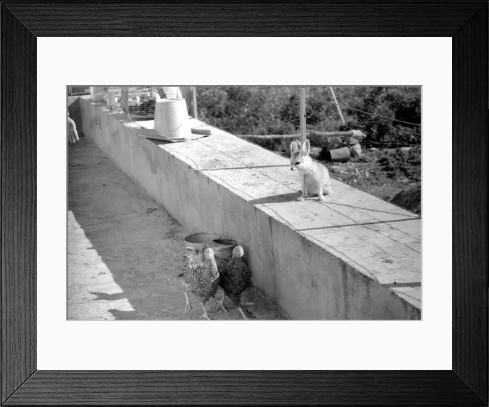Framed Print : Animal: Friendship: Fox and Chickens: Rommella the desert fox is causing some concern in Framed Print : Animal: Friendship: Fox and Chickens: Rommella the desert fox is causing some concern in