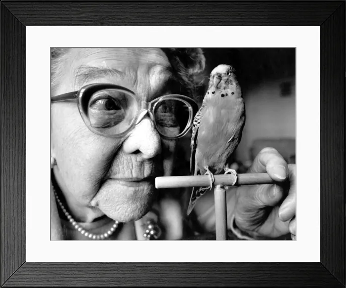 Framed Print : Stuffed budgie Sparkie Williams with his former owner Mrs Mattie Williams Framed Print : Stuffed budgie Sparkie Williams with his former owner Mrs Mattie Williams