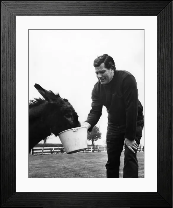 Framed Print : British wrestler Count Bartelli feeding his horse April 1971 P005666 Framed Print : British wrestler Count Bartelli feeding his horse April 1971 P005666