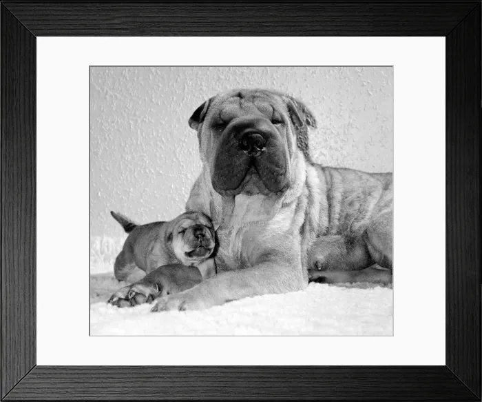 Framed Print : Chinese Shar-Pei Honey-Suckle'with one of her puppies Framed Print : Chinese Shar-Pei Honey-Suckle'with one of her puppies