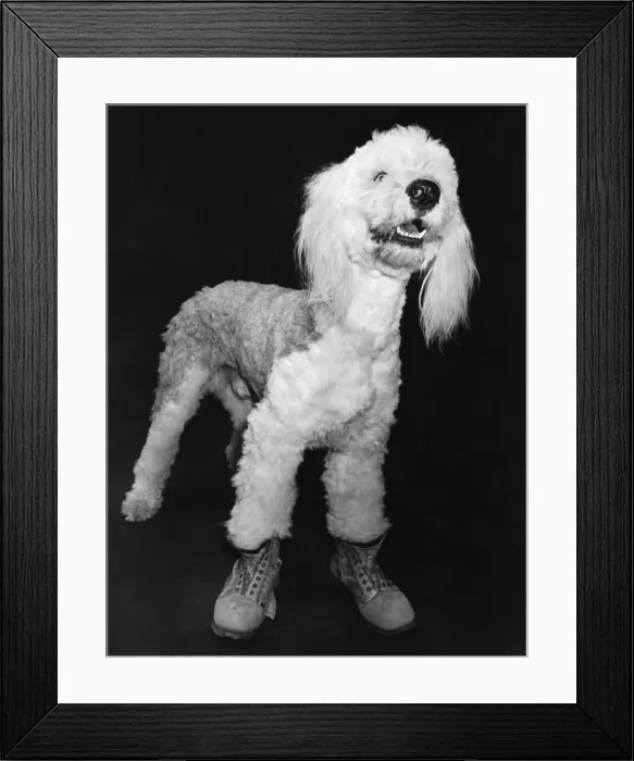 Framed Print : William, the old English sheepdog, likes nothing better than a tramp around in these old Framed Print : William, the old English sheepdog, likes nothing better than a tramp around in these old