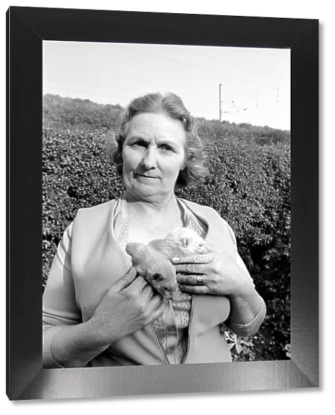 Mrs Queenie Robinson pictured with her pet Ferrets. May 1975