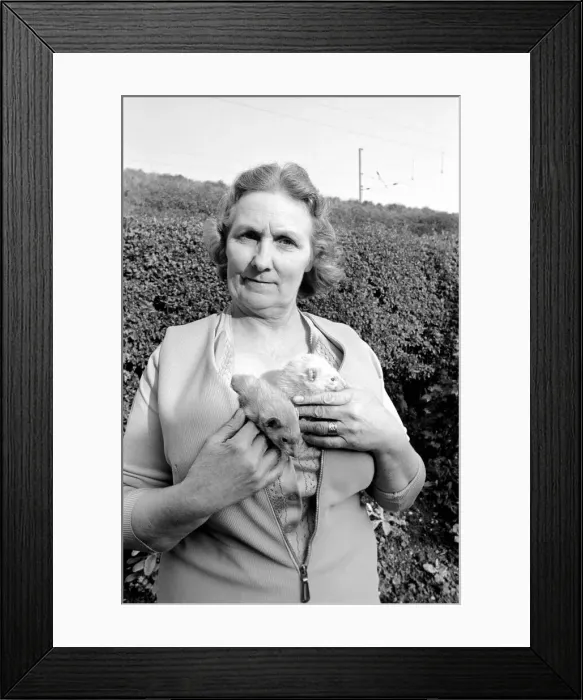Framed Print : Mrs Queenie Robinson pictured with her pet Ferrets. May 1975 Framed Print : Mrs Queenie Robinson pictured with her pet Ferrets. May 1975