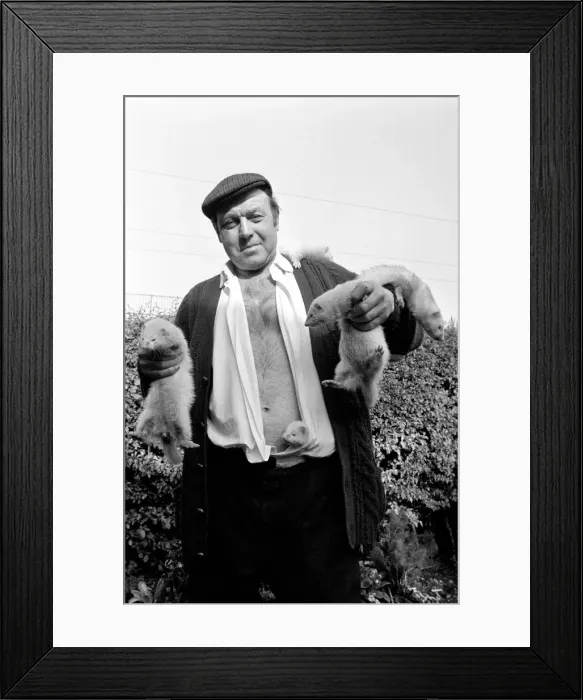 Framed Print : Mr Robinson pictured with his pet Ferrets. May 1975 Framed Print : Mr Robinson pictured with his pet Ferrets. May 1975