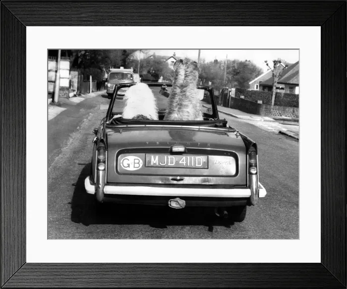 Framed Print : Ready for the off, Kelly the lofty Irish Wolfhound and Maxi the Old English Sheepdog
