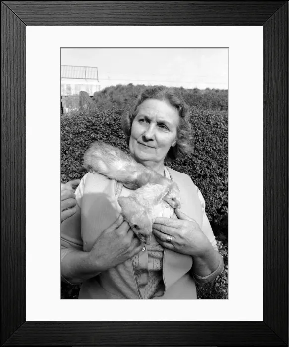 Framed Print : Mrs Queenie Robinson pictured with her pet Ferrets. May 1975 Framed Print : Mrs Queenie Robinson pictured with her pet Ferrets. May 1975