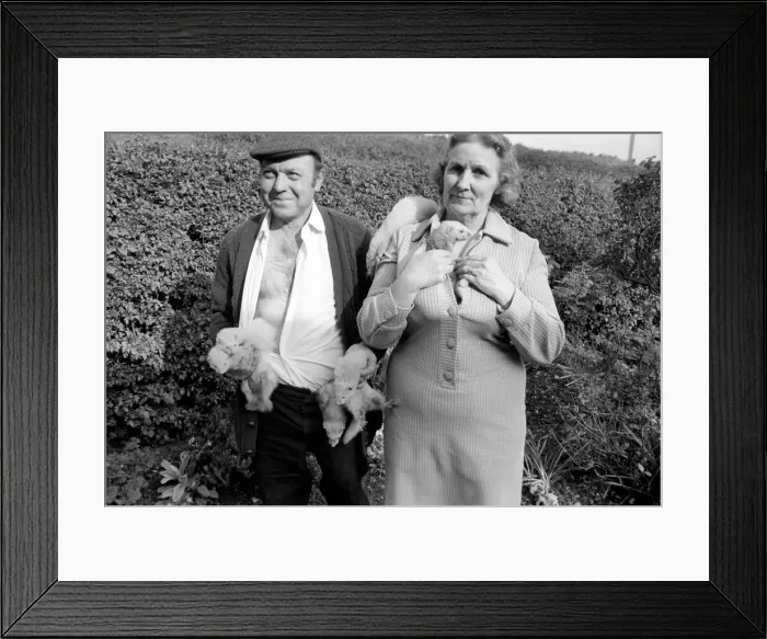 Framed Print : Mrs Queenie Robinson pictured with her husband her pet Ferrets. May 1975 Framed Print : Mrs Queenie Robinson pictured with her husband her pet Ferrets. May 1975