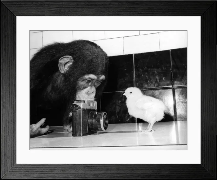 Framed Print : Zoe the chimpanzee lines up her first subject, a shapely young chick