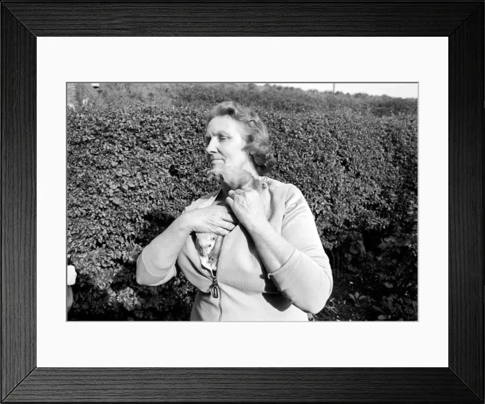 Framed Print : Mrs Queenie Robinson pictured with her pet Ferrets. May 1975