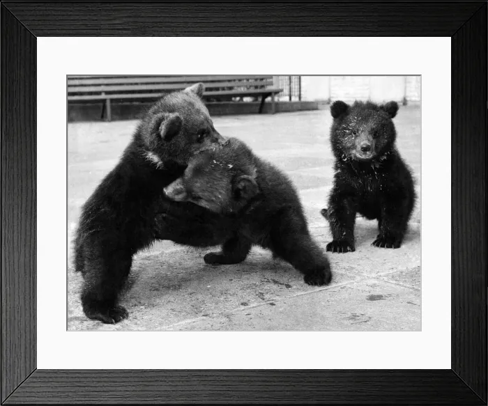 Framed Print : The bear cubs started to fight over a bowl of milk and the hostesses had to step in