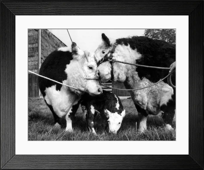 Framed Print : Reprieved champion Orange Miss. Badger the bull, and their first born only thirty minutes Framed Print : Reprieved champion Orange Miss. Badger the bull, and their first born only thirty minutes