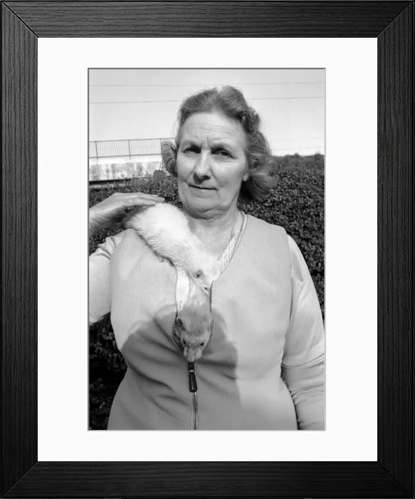 Framed Print : Mrs Queenie Robinson pictured with her pet Ferrets. May 1975 Framed Print : Mrs Queenie Robinson pictured with her pet Ferrets. May 1975