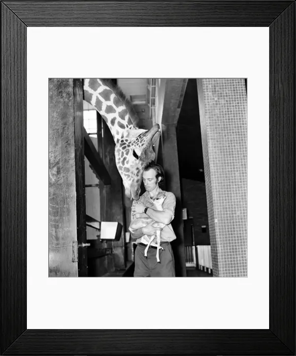 Framed Print : Giraffes are among the most inquisitive creatures at London Zoo
