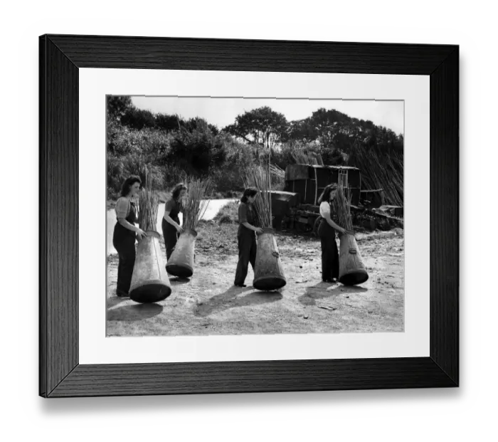 Framed Print : Land army girls with barrels of bamboo cane. The leading girl is Amy Holland, aged 20
