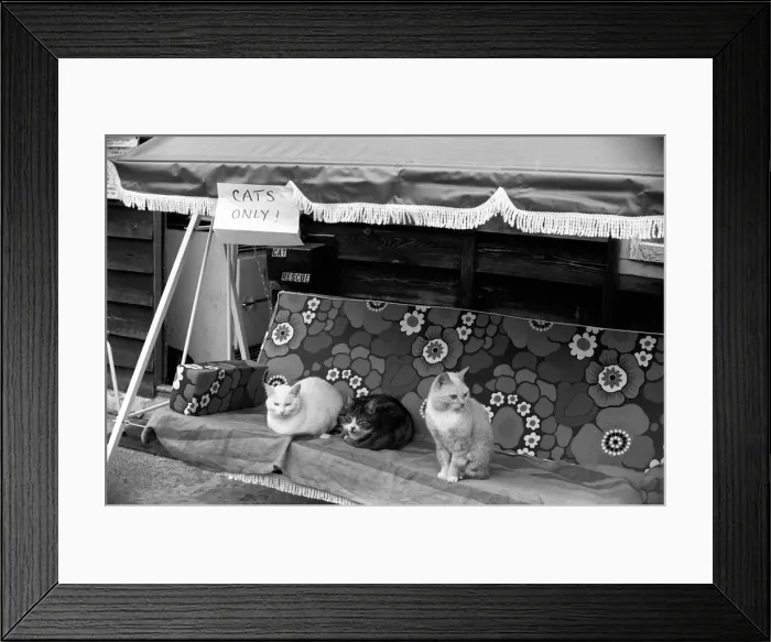 Framed Print : Three guests sunbath on the hotels lounger - cats only Framed Print : Three guests sunbath on the hotels lounger - cats only