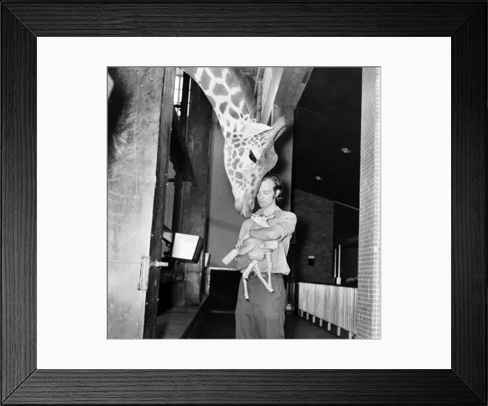 Framed Print : Giraffes are among the most inquisitive creatures at London Zoo Framed Print : Giraffes are among the most inquisitive creatures at London Zoo