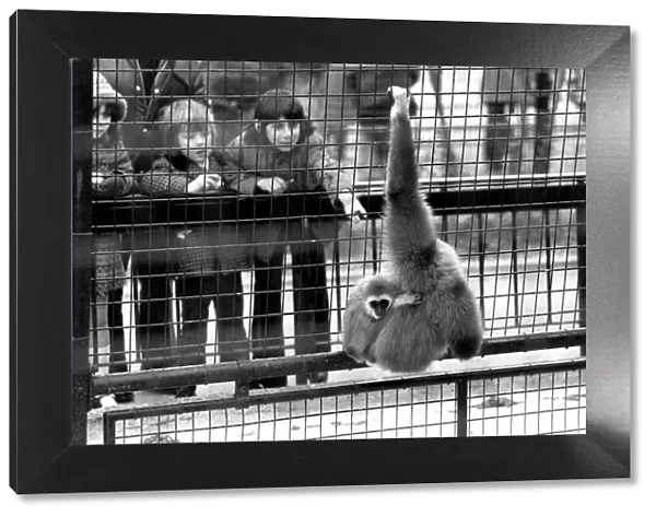 Gibbons at London Zoo. April 1975 75-1806-001