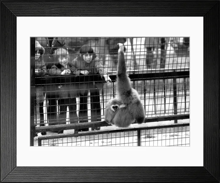 Framed Print : Gibbons at London Zoo. April 1975 75-1806-001 Framed Print : Gibbons at London Zoo. April 1975 75-1806-001