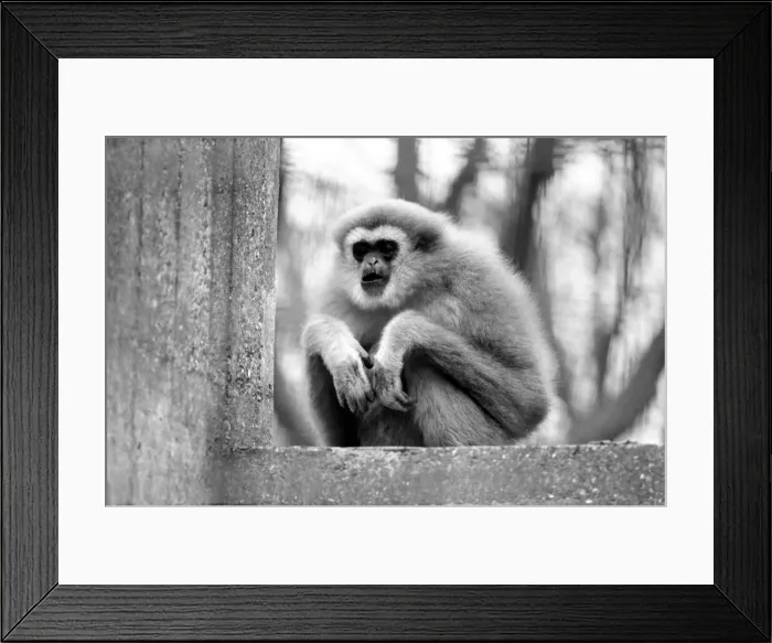 Framed Print : Gibbons at London Zoo. April 1975 75-1806-009