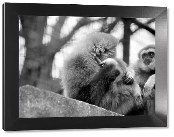 Gibbons at London Zoo. April 1975 75-1806-008