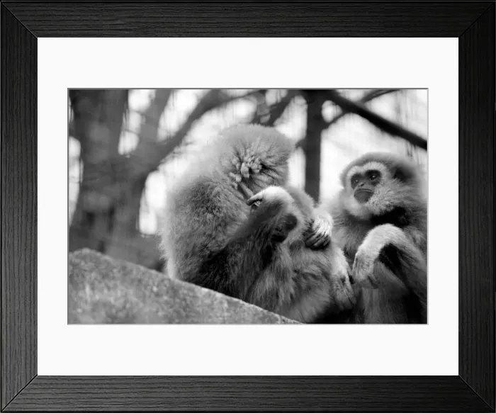 Framed Print : Gibbons at London Zoo. April 1975 75-1806-008 Framed Print : Gibbons at London Zoo. April 1975 75-1806-008