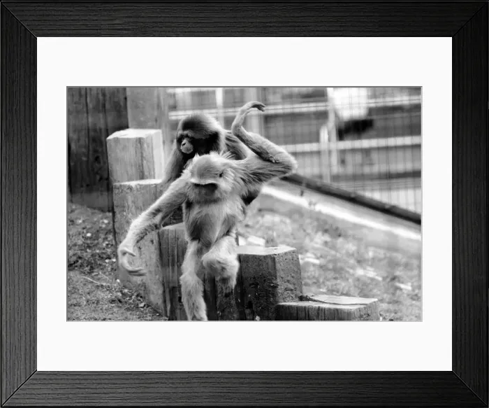 Framed Print : Gibbons at London Zoo. April 1975 75-1806 Framed Print : Gibbons at London Zoo. April 1975 75-1806