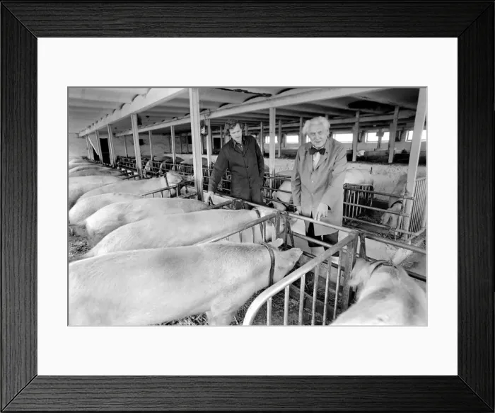 Framed Print : Livestock farmers at a intensive pig farm in Denmark. Where pigs are raised for bacon Framed Print : Livestock farmers at a intensive pig farm in Denmark. Where pigs are raised for bacon