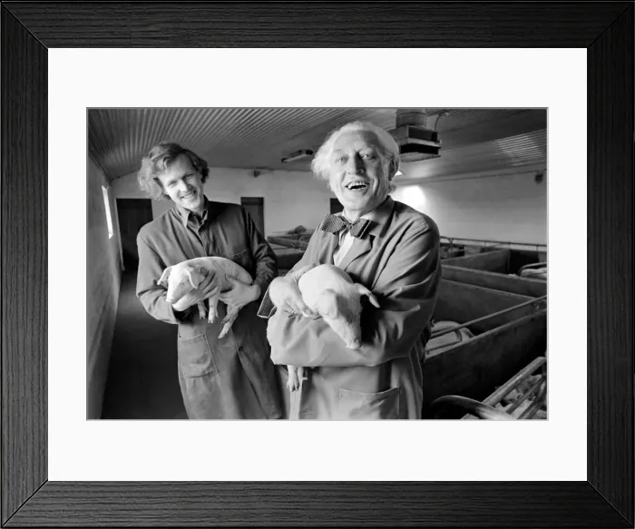 Framed Print : Livestock farmers at a intensive pig farm in Denmark. Where pigs are raised for bacon Framed Print : Livestock farmers at a intensive pig farm in Denmark. Where pigs are raised for bacon