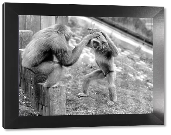 Gibbons at London Zoo. April 1975 75-1806-012