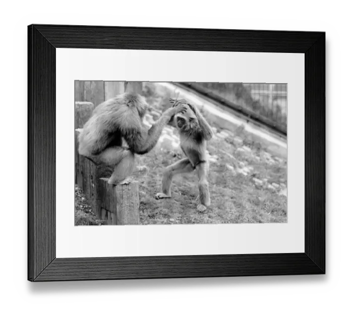 Framed Print : Gibbons at London Zoo. April 1975 75-1806-012