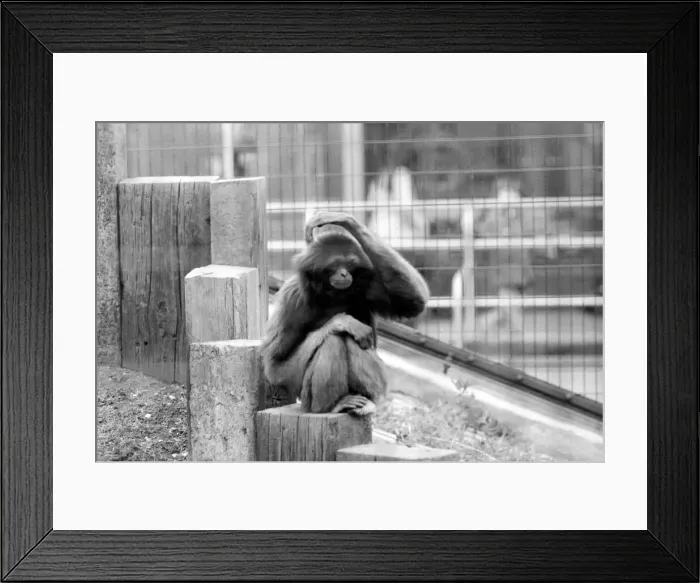 Framed Print : Gibbons at London Zoo. April 1975 75-1806-015