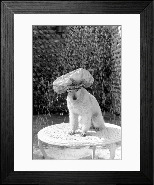 Framed Print : Poodle wearing a shower cap to keep her ears dry April 1975 75-2226-004 Framed Print : Poodle wearing a shower cap to keep her ears dry April 1975 75-2226-004