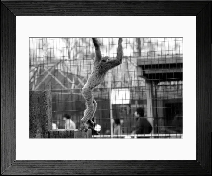 Framed Print : Gibbons at London Zoo. April 1975 75-1806-003