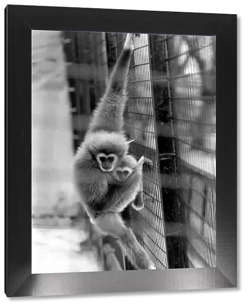 Gibbons at London Zoo. April 1975 75-1806-002