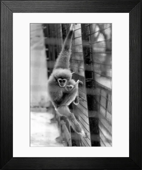 Framed Print : Gibbons at London Zoo. April 1975 75-1806-002