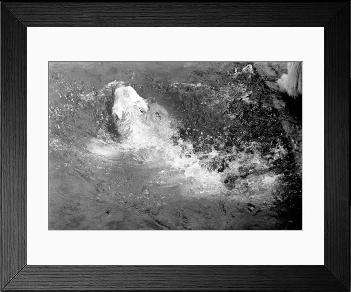 Framed Print : Polar Bears at Bristol Zoo. April 1975 75-2224-011