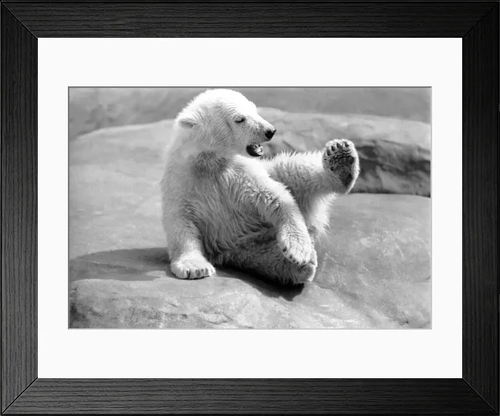 Framed Print : Polar Bears at Bristol Zoo. April 1975 75-2224-006 Framed Print : Polar Bears at Bristol Zoo. April 1975 75-2224-006