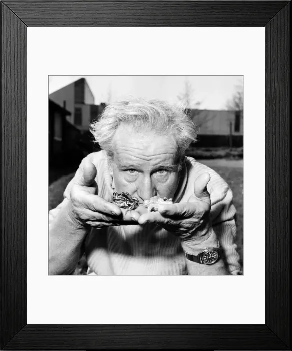 Framed Print : Orange frogs in the palms of a mans hand April 1975 75-2149-003 Framed Print : Orange frogs in the palms of a mans hand April 1975 75-2149-003