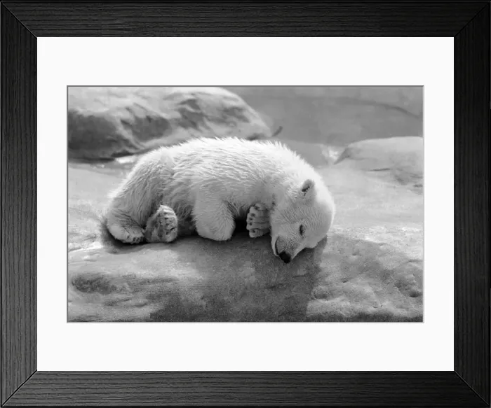 Framed Print : Polar Bears at Bristol Zoo. April 1975 75-2224-008
