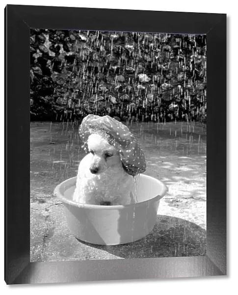 Poodle wearing a shower cap to keep her ears dry April 1975 75-2226