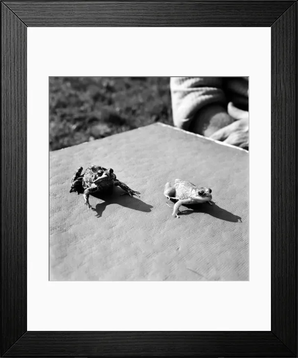 Framed Print : Orange frogs on a garaden table April 1975 75-2149