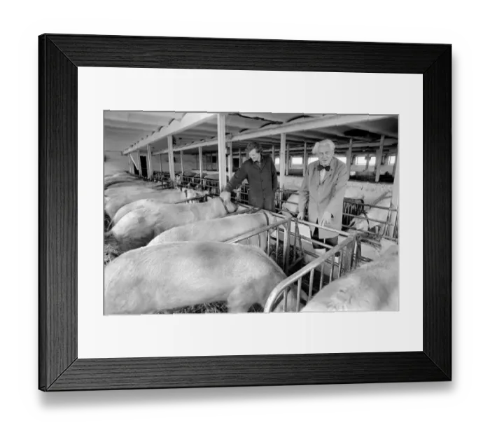 Framed Print : Livestock farmers at a intensive pig farm in Denmark. Where pigs are raised for bacon Framed Print : Livestock farmers at a intensive pig farm in Denmark. Where pigs are raised for bacon