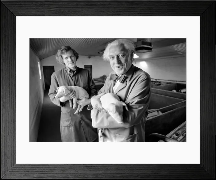 Framed Print : Livestock farmers at a intensive pig farm in Denmark. Where pigs are raised for bacon