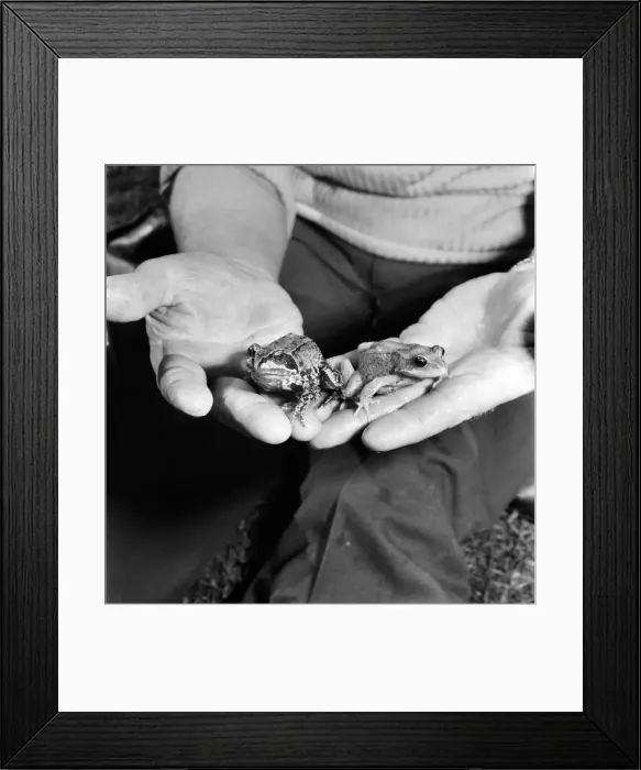 Framed Print : Orange frogs in the palms of a mans hand April 1975 75-2149-009 Framed Print : Orange frogs in the palms of a mans hand April 1975 75-2149-009