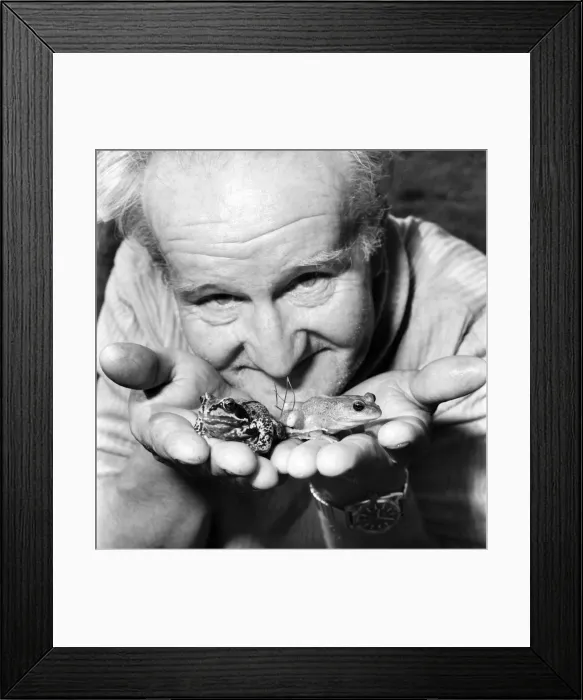Framed Print : Orange frogs in the palms of a mans hand April 1975 75-2149-007 Framed Print : Orange frogs in the palms of a mans hand April 1975 75-2149-007
