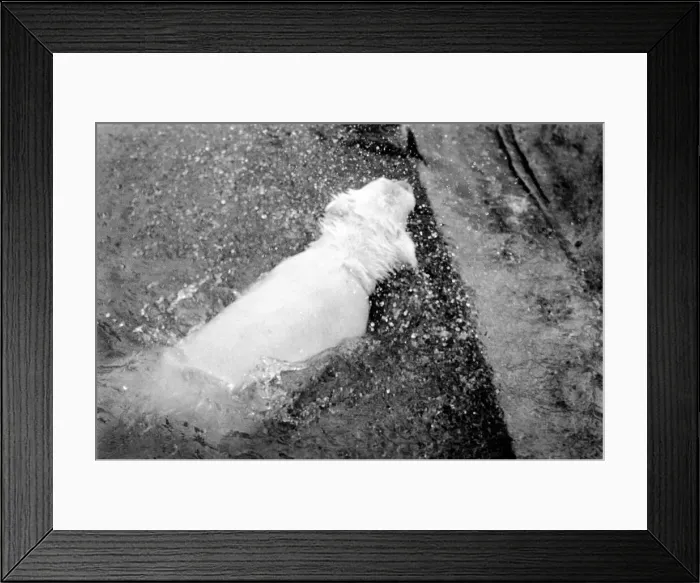 Framed Print : Polar Bears at Bristol Zoo. April 1975 75-2224-012