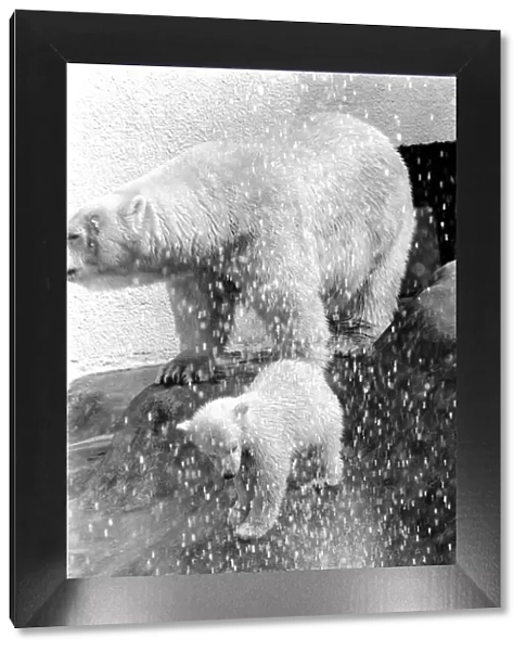 Polar Bears at Bristol Zoo. April 1975 75-2224-007