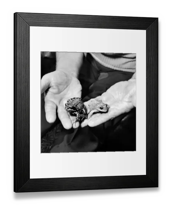 Framed Print : Orange frogs in the palms of a mans hand April 1975 75-2149-002