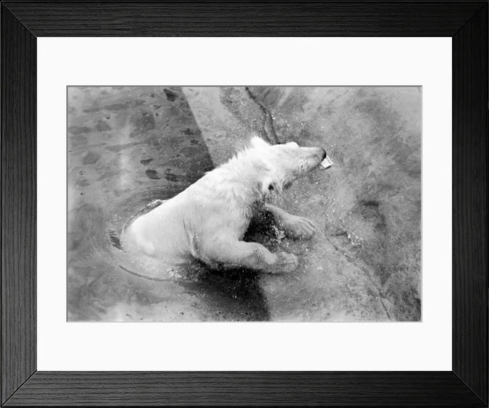 Framed Print : Polar Bears at Bristol Zoo. April 1975 75-2224-009